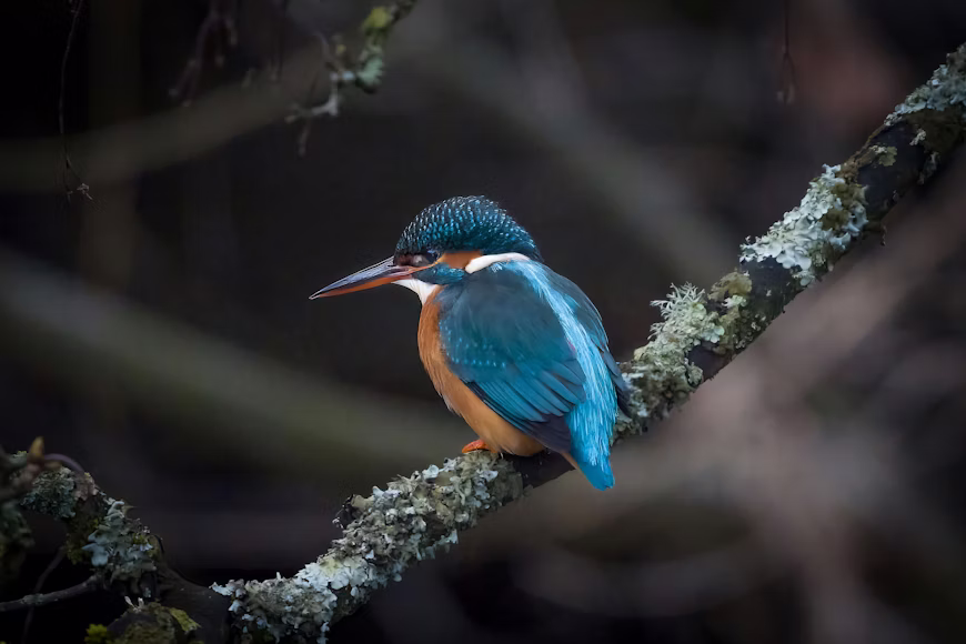 Kingfisher
